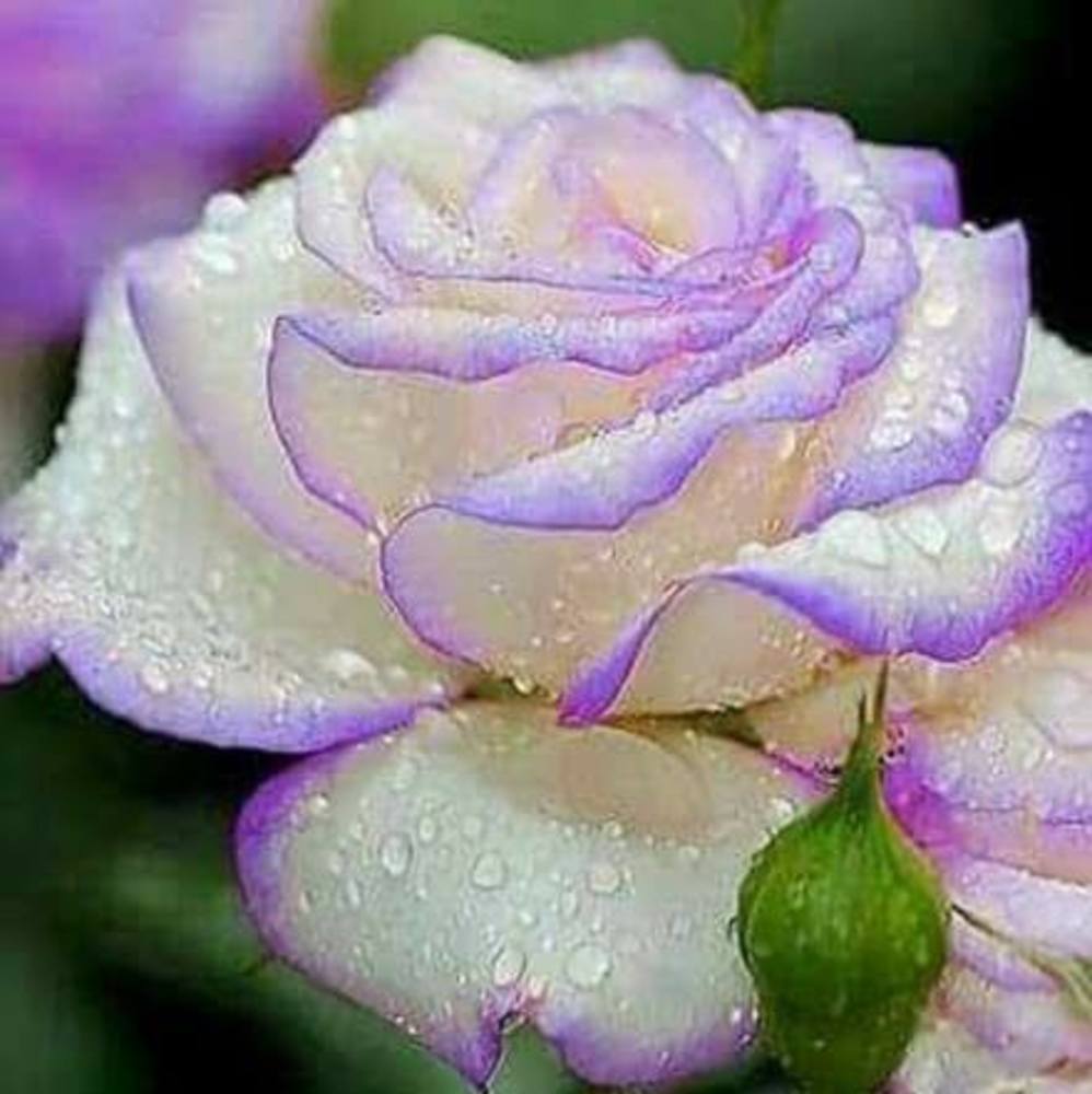 Meet your Posher, Doris